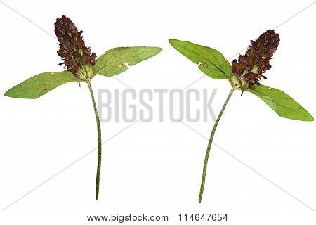Pressed And Dried Flower On A Stalk Prunella Vulgaris.