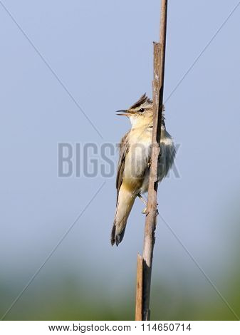 Song Of Perching Sedge Warbler