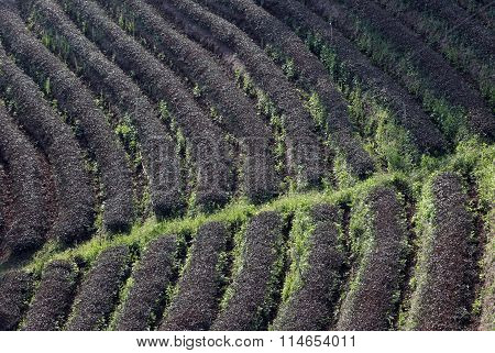 Asia Thailand Chiang Rai Mae Salong Tea Plantation