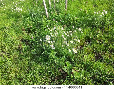 Chamomile At Dry Sunny Day