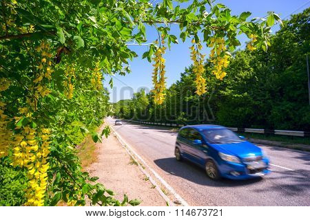 Bobovnik Of Yellow Flowers Hanging Down Over The Road