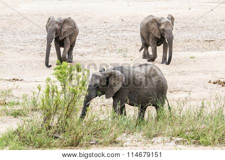 African Bush Elephant In Kruger National Park