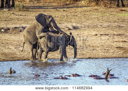 African Bush Elephant mating In Kruger National Park