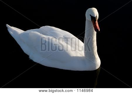 Swan