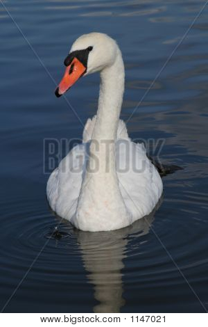 cigno