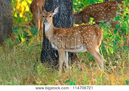 Female spotted deer or chital (Axis axis), Kanha National Park, India