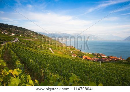 Vineyards Of The Lavaux Region,switzerland