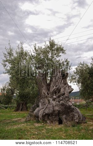 centenarian olive tree in a wood