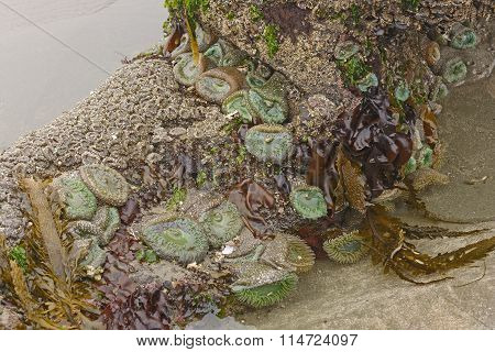 Marine Flora And Fauna At Low Tide