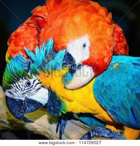 Macaw Parrots