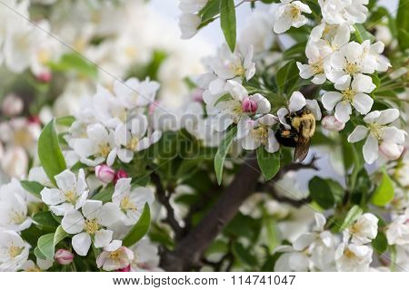 Spring Cherry blossoms, pink flowers.