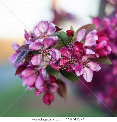 Spring Cherry blossoms, pink flowers.