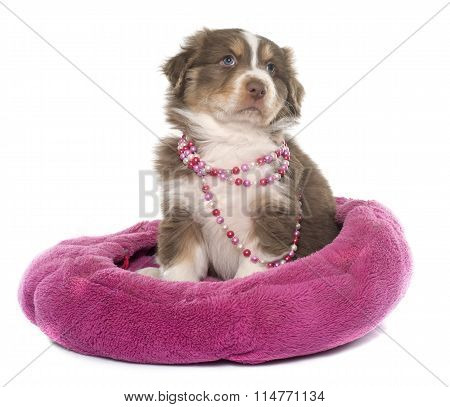 Puppy Australian Shepherd