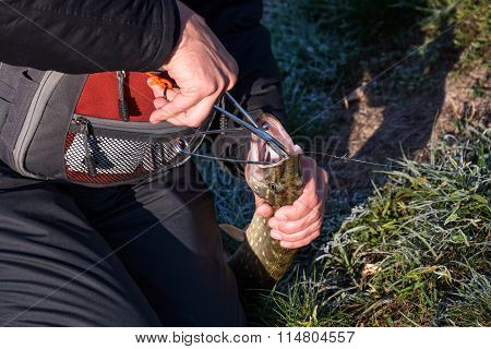 Fisherman hands with catched pike by spinning rod