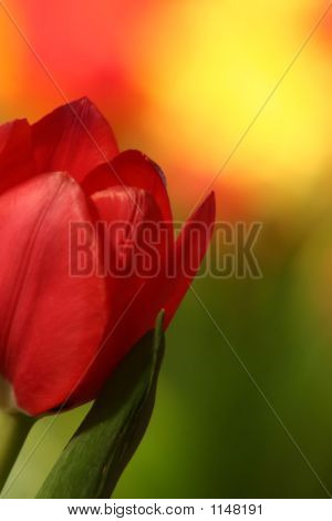 Tulipano rosso con sfondo colorato