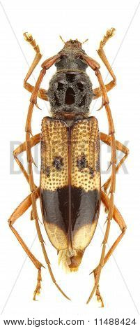 Phoracantha Recurva