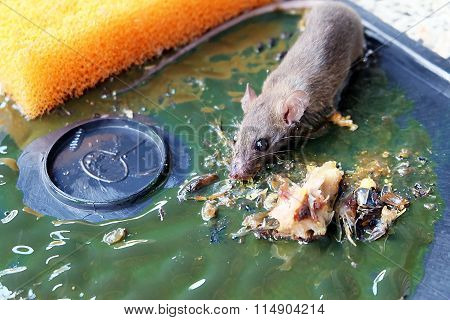 rat on rat glue trap