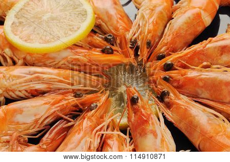 Shrimp