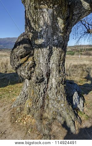 Venerable birch tree with interesting trung in the Plana mountain