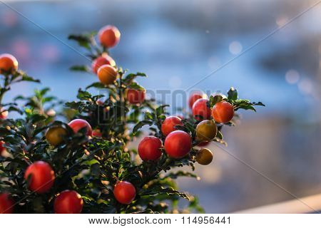 Solanum Pseudocapsicum Berries Closeup Image
