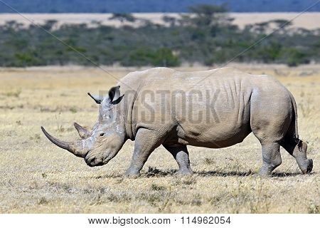 African Elephants In The Savannah