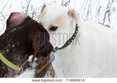 Two dogs getting aquainted on a winter day