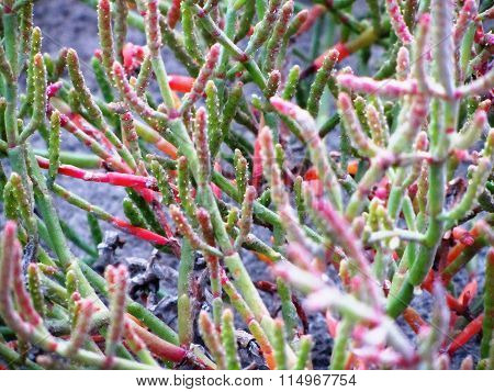 Fern in the desert by the sea