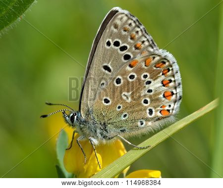 Adonis blue butterfly (Polyommatus bellargus) on vetch with wings closed