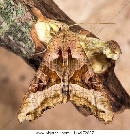 Angle shades (Phlogophora meticulosa) moth