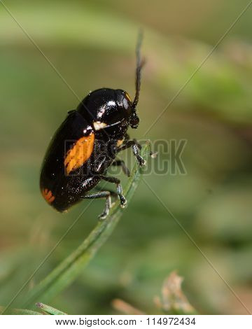 Cryptocephalus moraei beetle