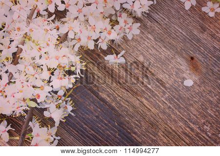 twigs with blooming  flowers