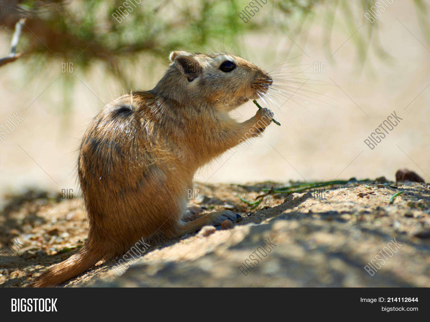Great Gerbil ( Image & Photo (Free Trial) | Bigstock