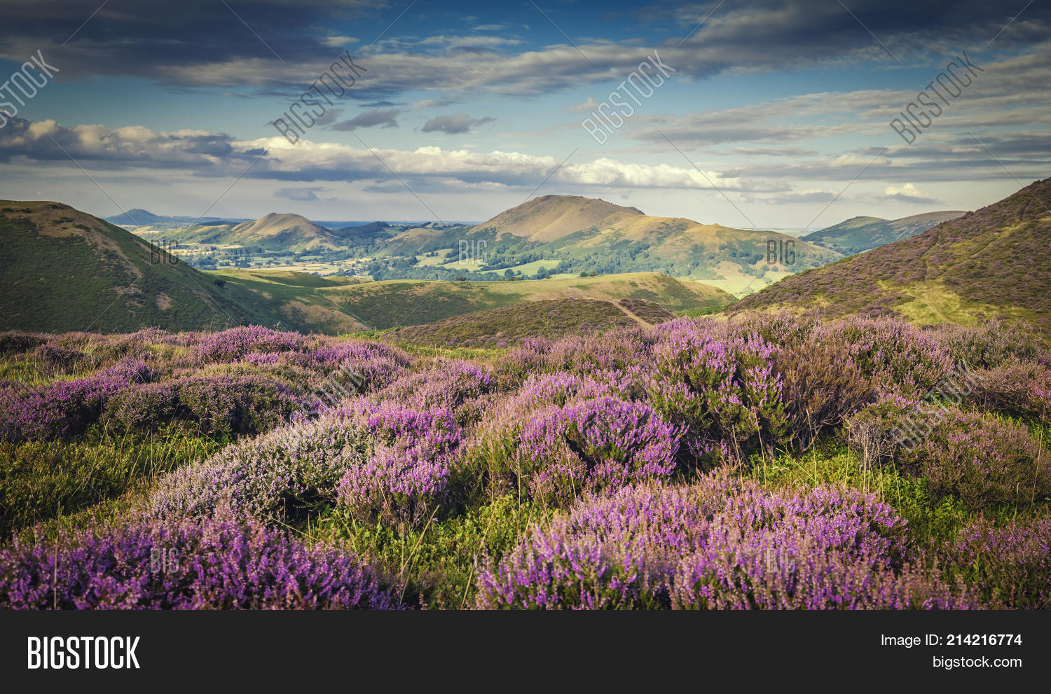 Upland Heathland Image & Photo (Free Trial) Bigstock