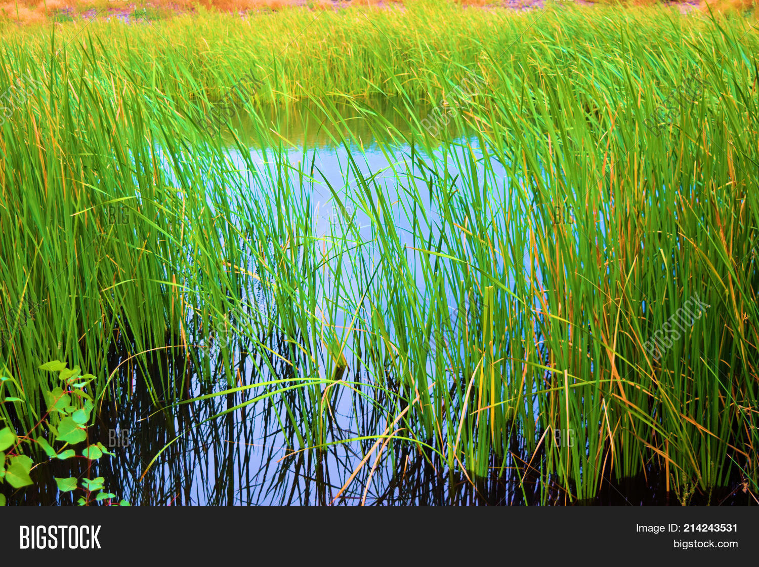 Marsh Wetlands Image & Photo (Free Trial) Bigstock