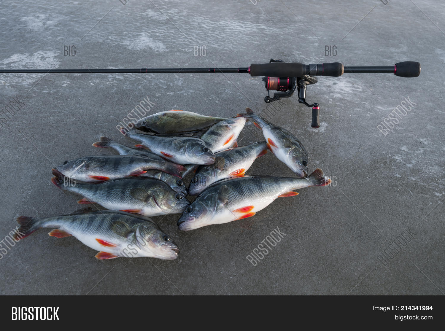Winter Fishing. Perch Image & Photo (Free Trial) Bigstock