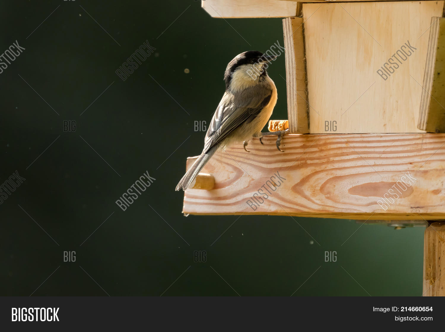 Cute Little Marsh Tit Image Photo Free Trial Bigstock