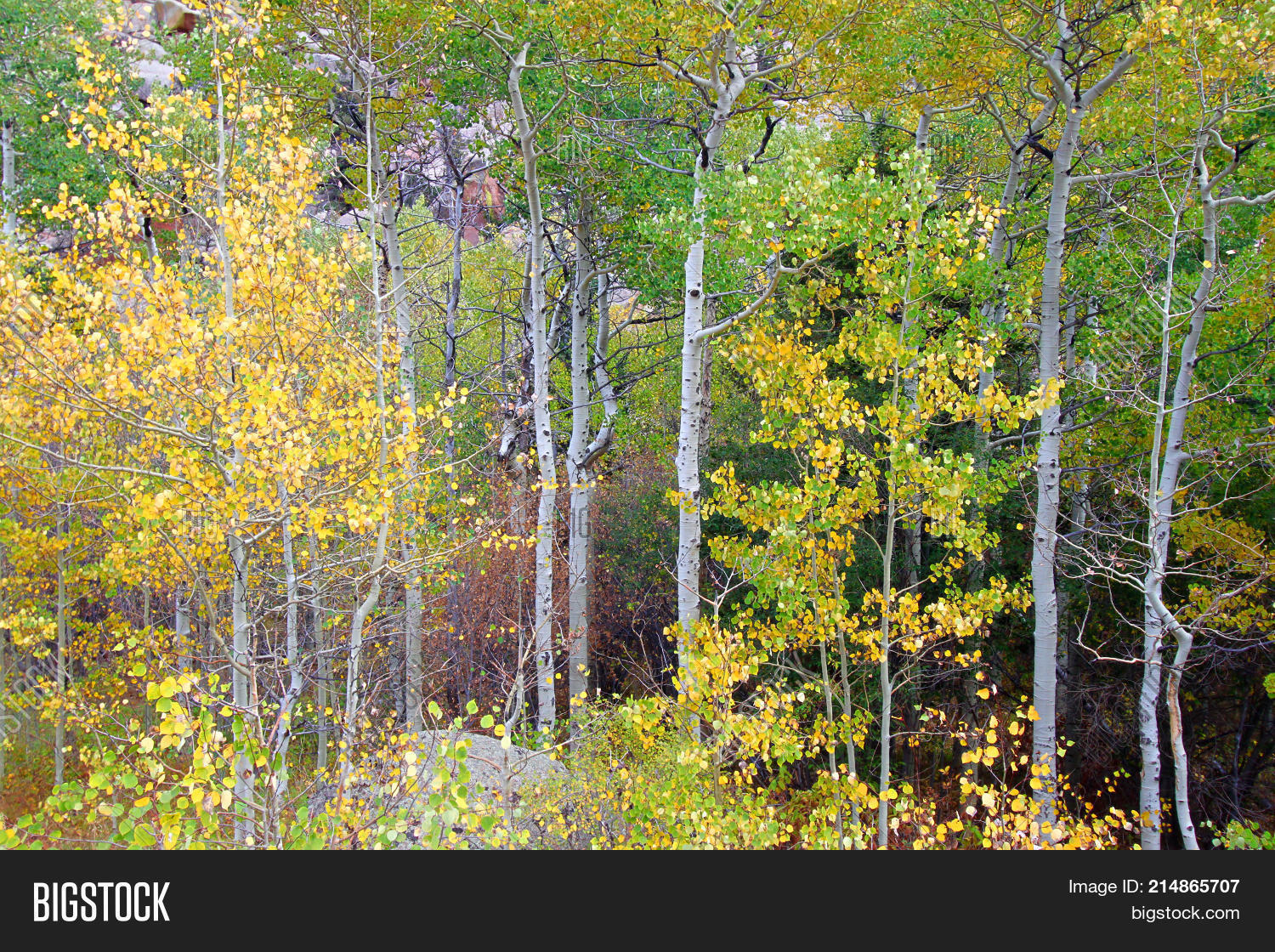 Aspen Trees Grow Image & Photo (Free Trial) Bigstock
