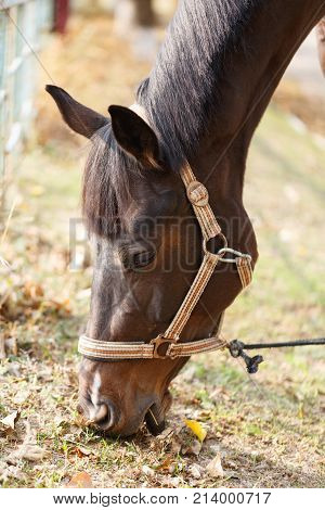 A beautiful brown horse eats grass and dry leaves bending over to the ground. Outdoors. Close up.