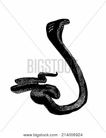 Reptile snake or serpent. Black vector isolated on white background. Hand drawn stylized illustration.