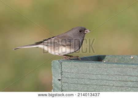 Dark-eyed Junco (junco hyemalis) on a feeder with a green background