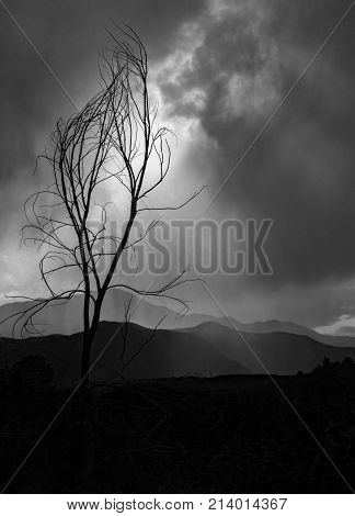 The silhoutte of a small tree during a brief rain shower at Garden of the Gods in Colorado Springs Colorado.