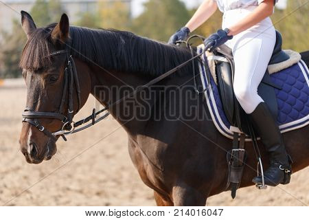 Someone is riding on a young beautiful dark horse. Outdoors.