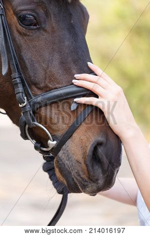 The muzzle of a beautiful dark horse in a harness, which is ironed by a female hand. Close up. Outdoors.