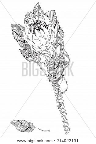 Coloring Book Page For Adult And Children. Protea Flower