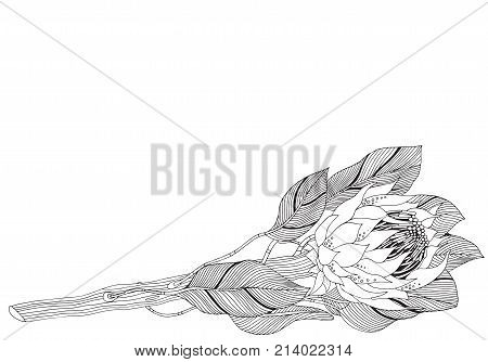 Coloring Book Page For Adult And Children. Protea Flower