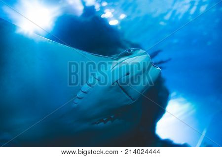 Smiling blue ray fish sea ocean animal