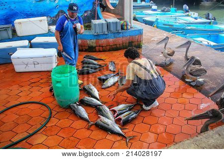 Santa Cruz, Ecuador - April 23: Unidentified Men Cut Fish At The Market In Puerto Ayora On Santa Cru