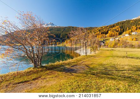 foliage in the woods around Lake Resia Italian eastern Alps