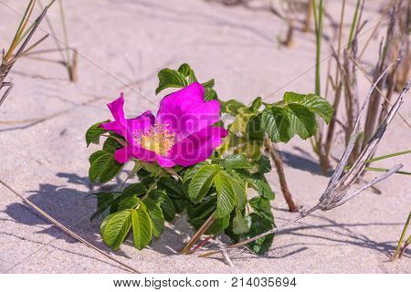 A beach Plum Rose growing on a sand dune 