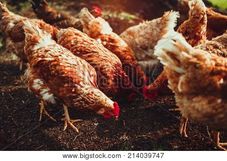 A small flock of mixed free-range chickens feeding outdoors
